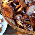 what can you do with honey mushrooms