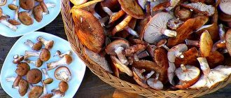 what can you do with honey mushrooms