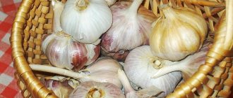 Heads of garlic in a basket