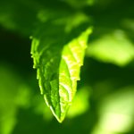 mint leaves, sun