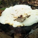 Pickled white milk mushrooms - 9 recipes from old mushroom pickers