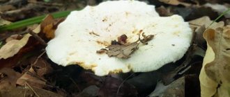 Pickled white milk mushrooms - 9 recipes from old mushroom pickers
