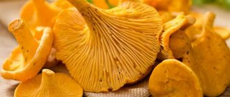 Causes of bitterness in chanterelles