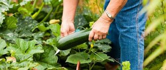 harvesting zucchini