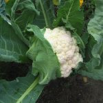 Cauliflower harvest